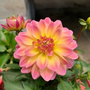 Meet your Posher, Shelby